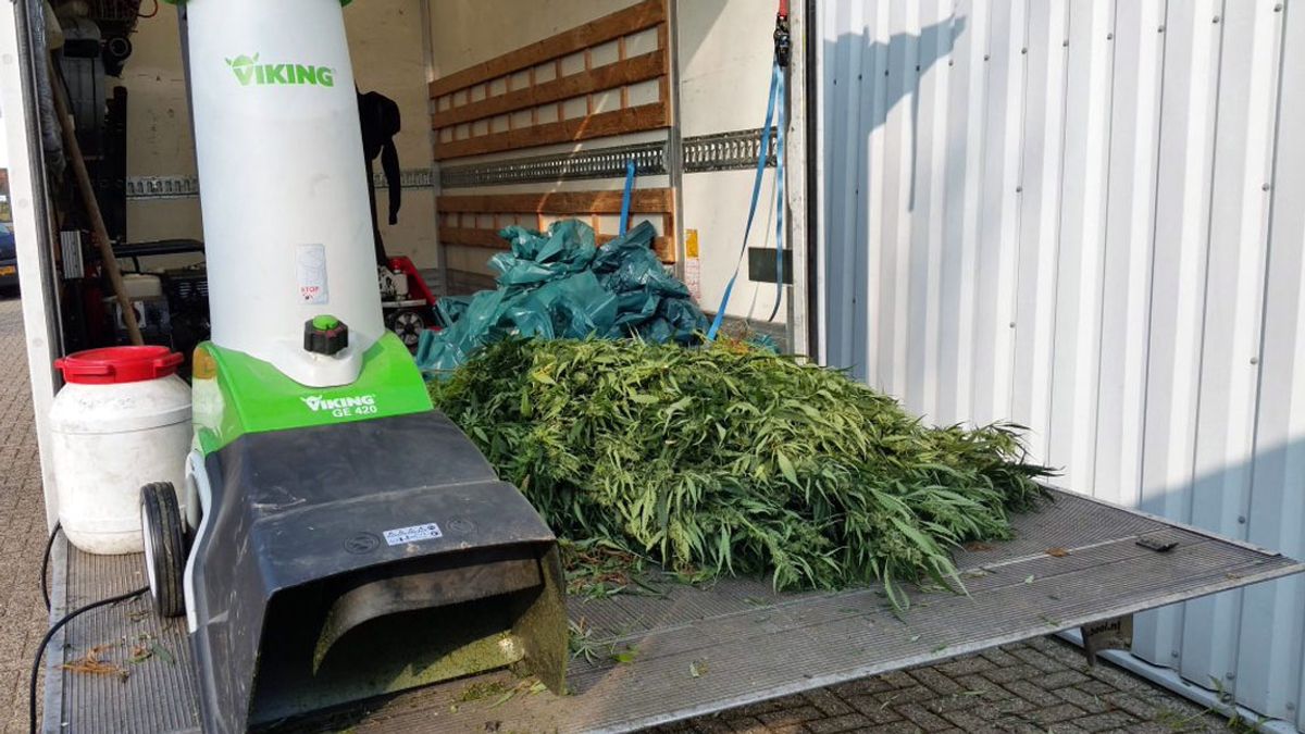 Hennepkwekerij ontmanteld in OudBeijerland Rijnmond