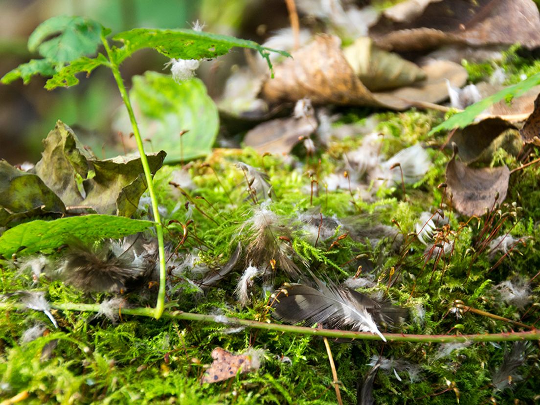 Vogelsporen in de Biesbosch