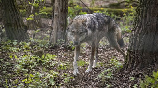 Een wolf afschieten of vangen? Dan moet je aan deze voorwaarden voldoen