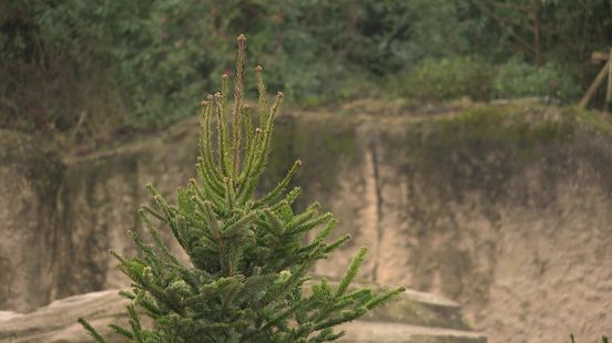 Kerstboom op het menu