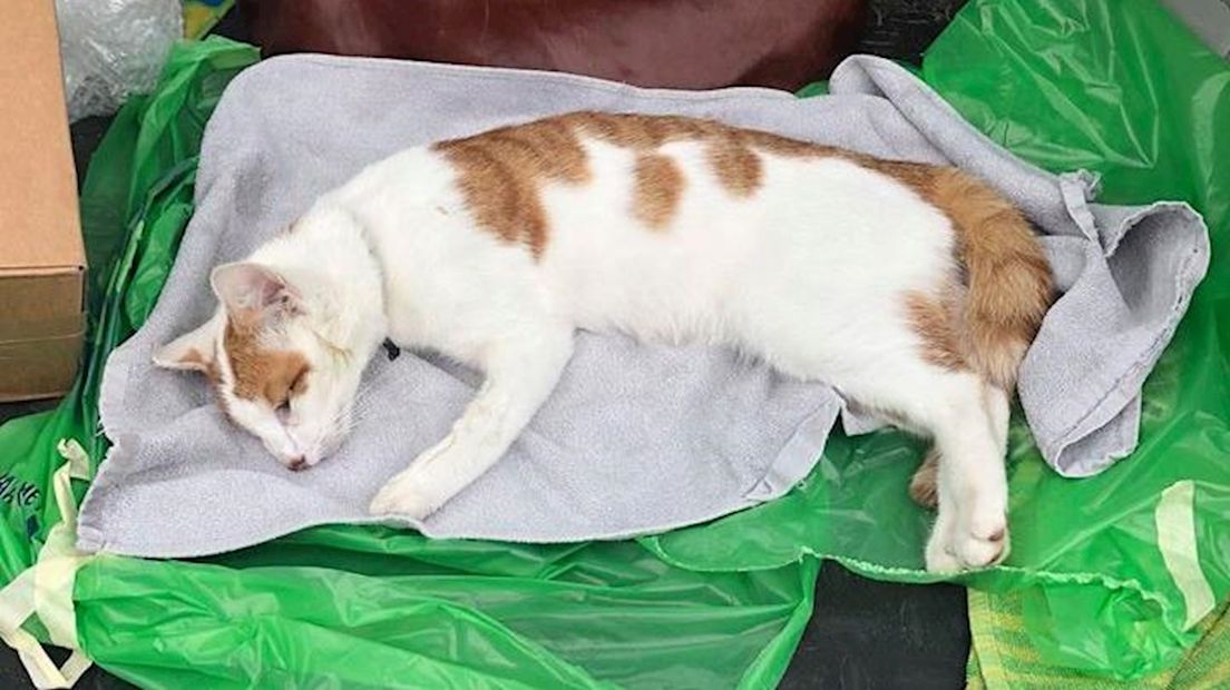 Katje doodgeschoten in Wijhe: "We zijn ten einde raad, al dertien katten zijn verdwenen"