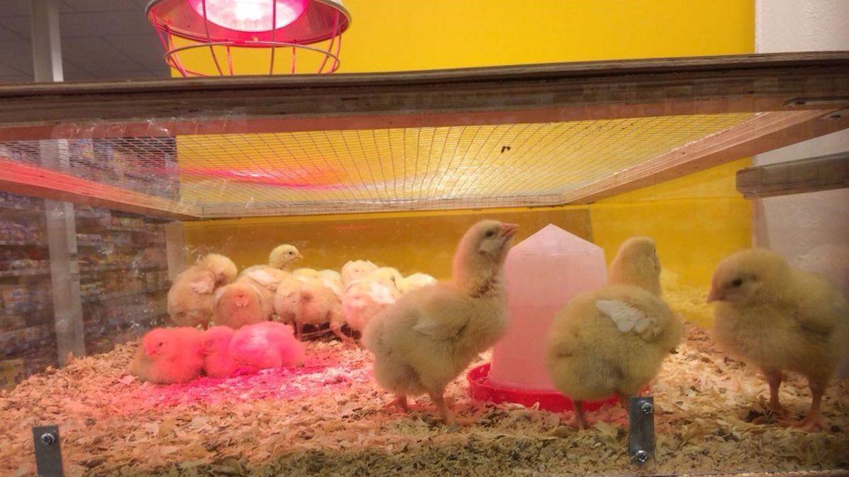 Levende kuikens in supermarkt Westerhaar schieten dierenorganisaties in verkeerde keelgat