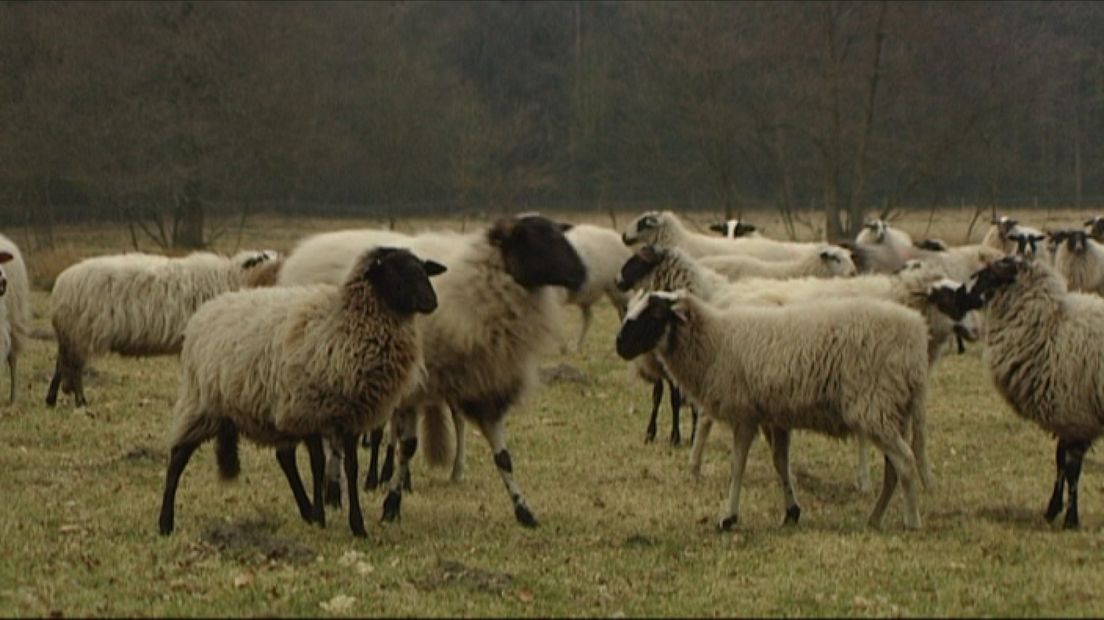 Hoe hoed je een schaapskudde? In Velp kun je het leren