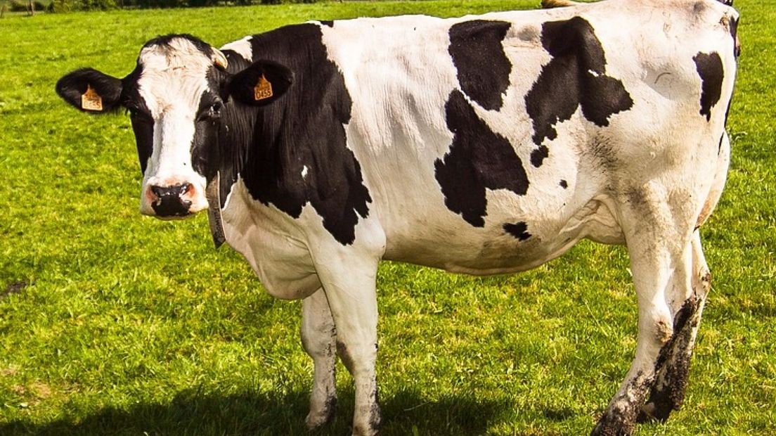 Dieren stadsboerderij Scheveningen gepest: 'Jongeren schopten met een voetbal tegen een koe'