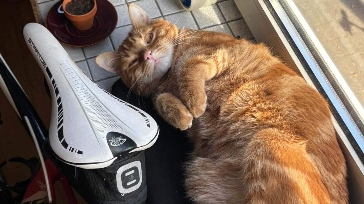 Otje, de leenkat van Rob