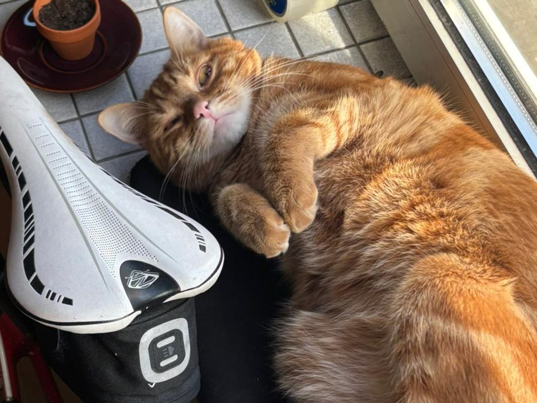 Otje, de leenkat van Rob