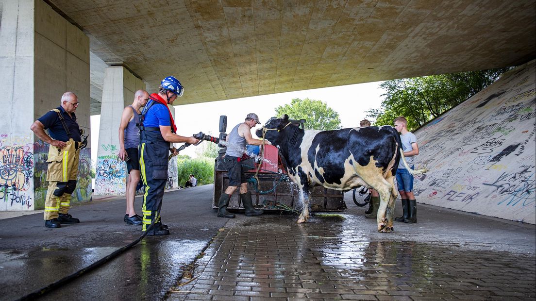 Koe uit het kanaal gehaald in Almelo