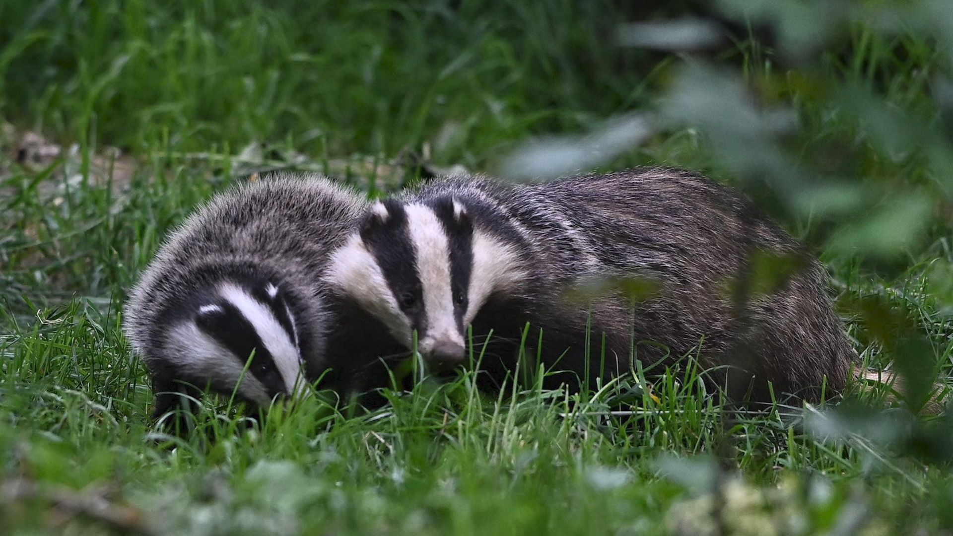 Steeds minder dassen op de Veluwe; dit is de oorzaak