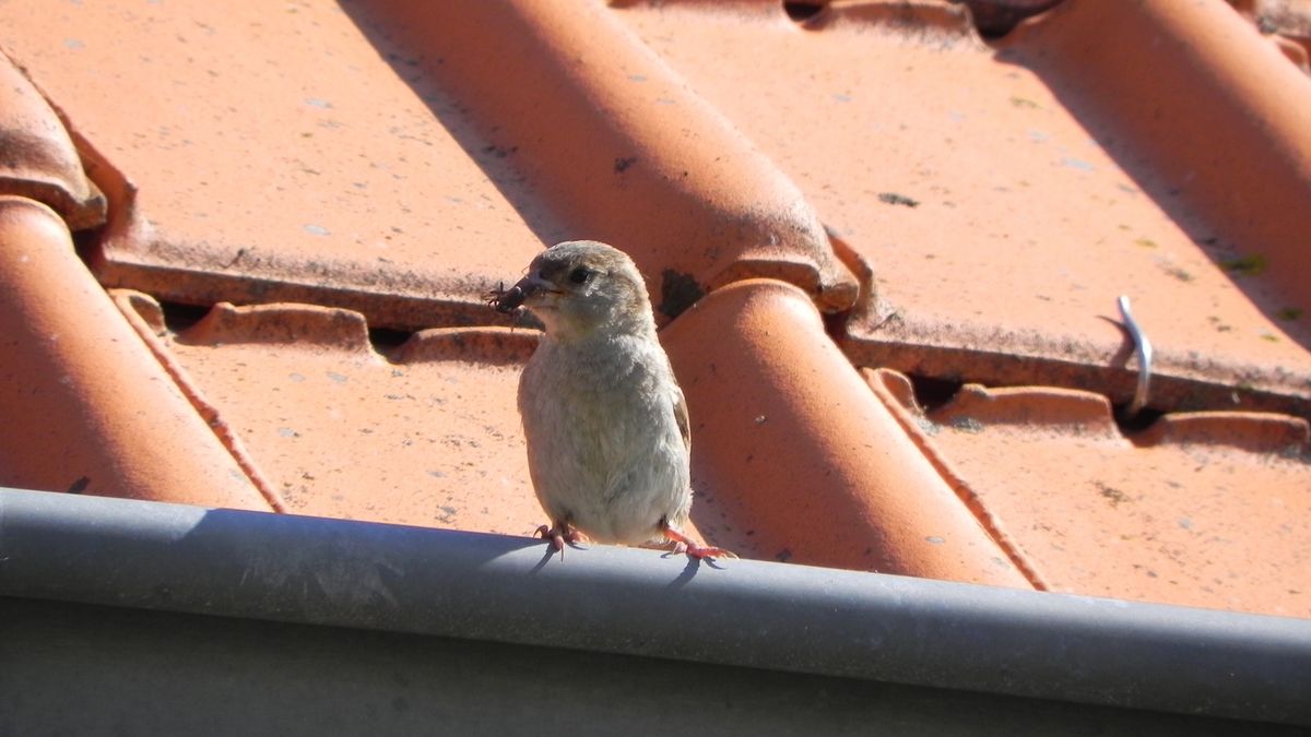 'Voor mussen op het dak kan de warmte echt verkeerd aflopen' - RTV Drenthe