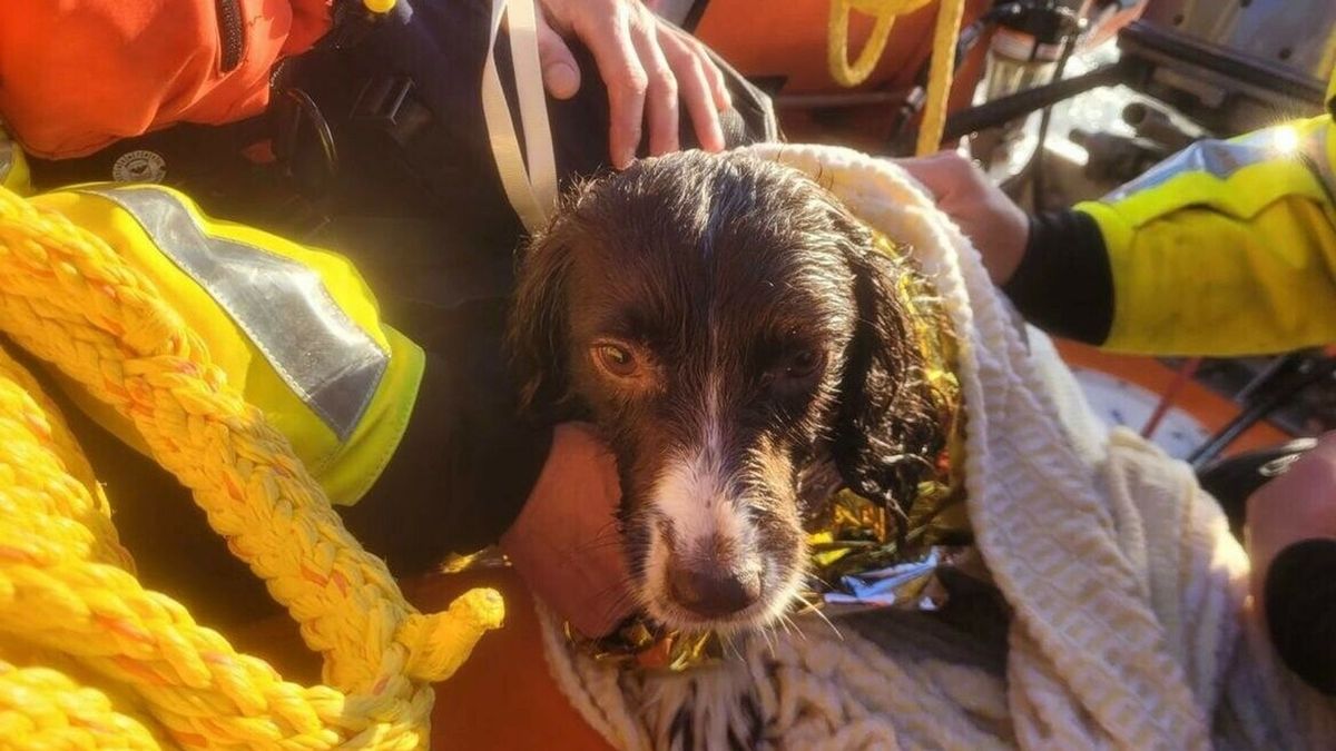 Hond gered na enthousiaste poging zwemmen met meeuwen