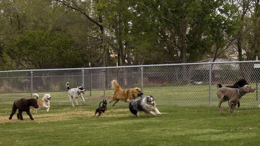 Spelende honden (Rechten: archief RTV Drenthe)