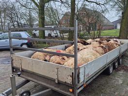 Onderzoek na aanval wolf weer opgestart, excuses BIJ12 aan dierhouders voor vertraging
