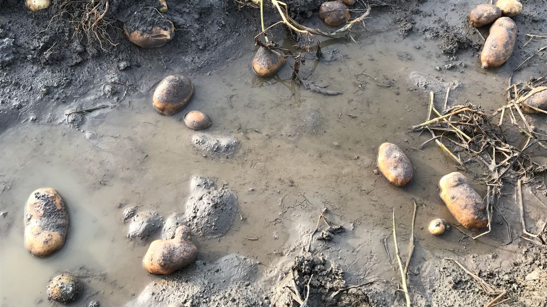ZLTO: helft aardappeloogst rot weg door de regen