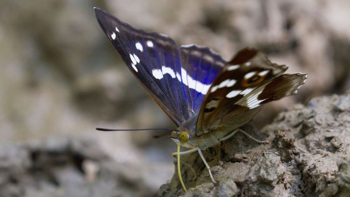 Zeldzame vlinder voor derde jaar op rij gespot: 'Kleine populatie lijkt zich hier voort te planten'