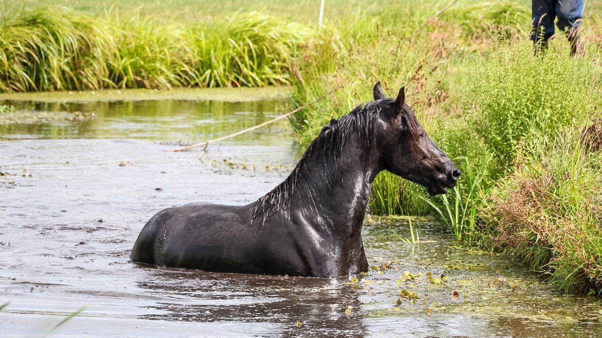 Brandweer en trekker halen paard uit de sloot bij Warten