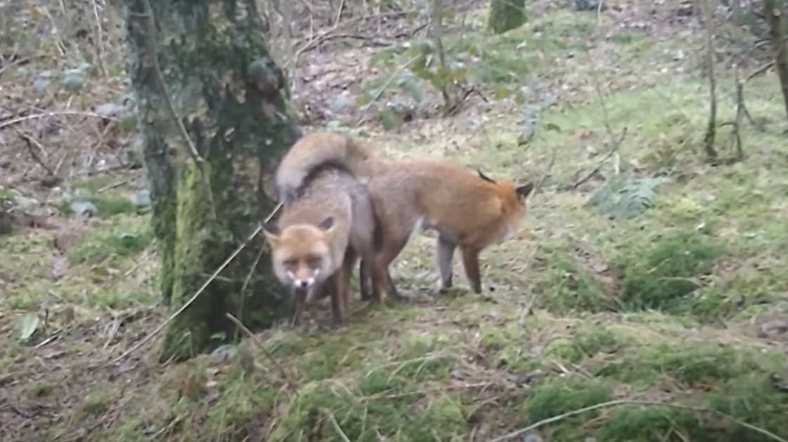 Zo bedrijven deze Gelderse dieren de liefde