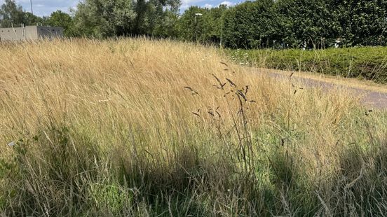 Grasaren door droogte extra pijnlijk voor honden Home