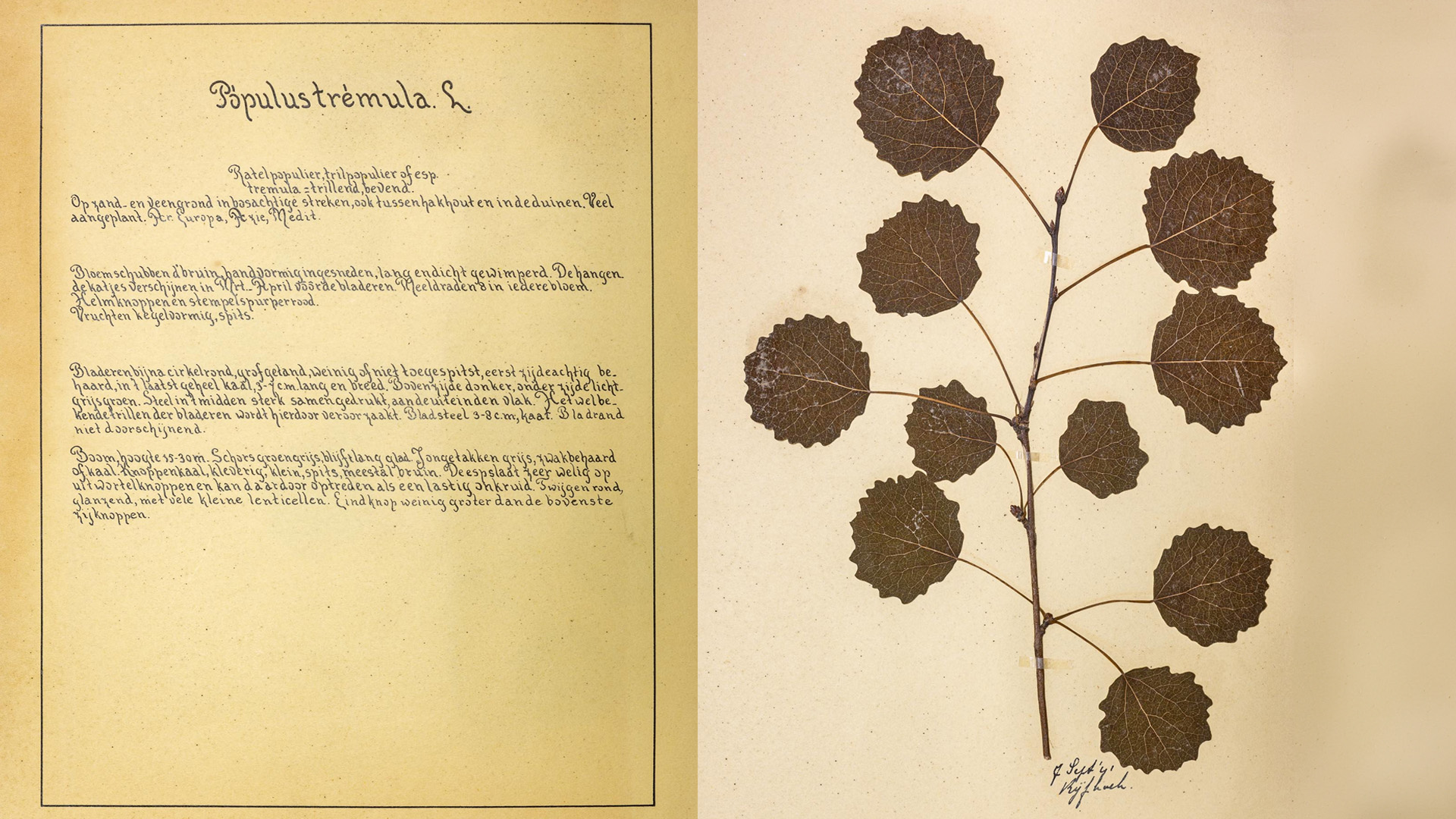 Bladzijden uit het joodse herbarium