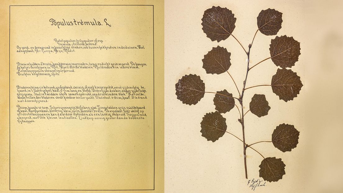 Bladzijden uit het joodse herbarium