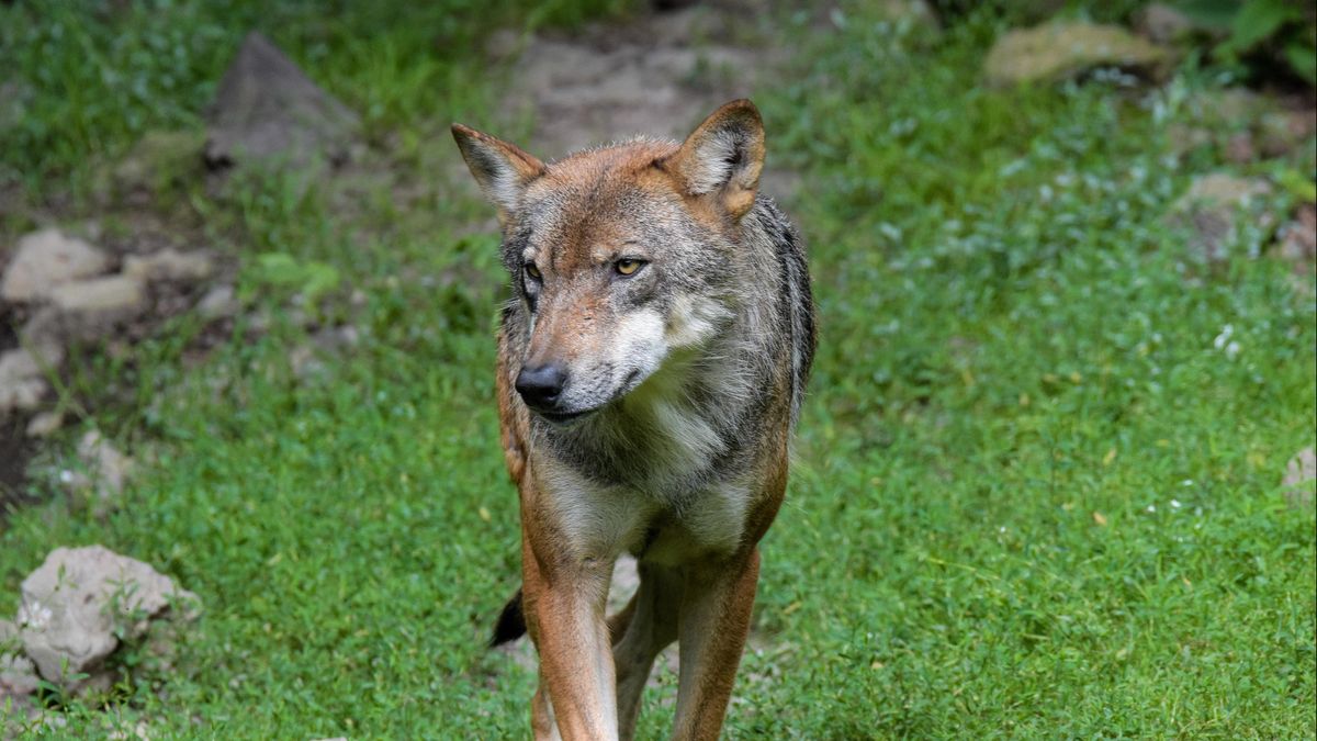 Zorgen bij ondernemers op Utrechtse Heuvelrug na oproep gebied te mijden om wolf: 'Wordt een drama'
