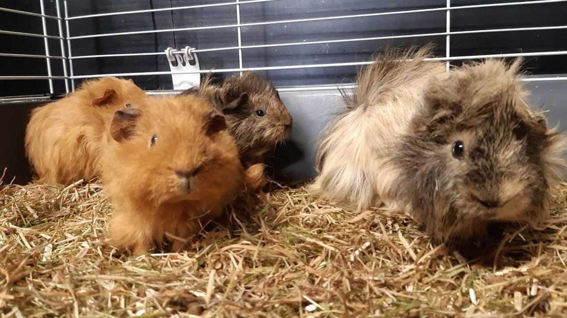 417 cavia's bij dierennoodopvang Flappus in Zwolle