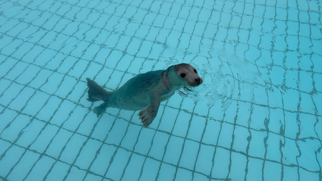 De zeehond in het water bij de opvang in Pieterburen