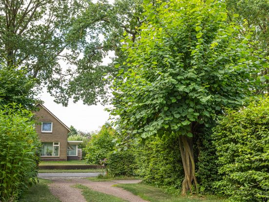 Wel complimenten, geen prijs: Uffelter boom grijpt naast titel
