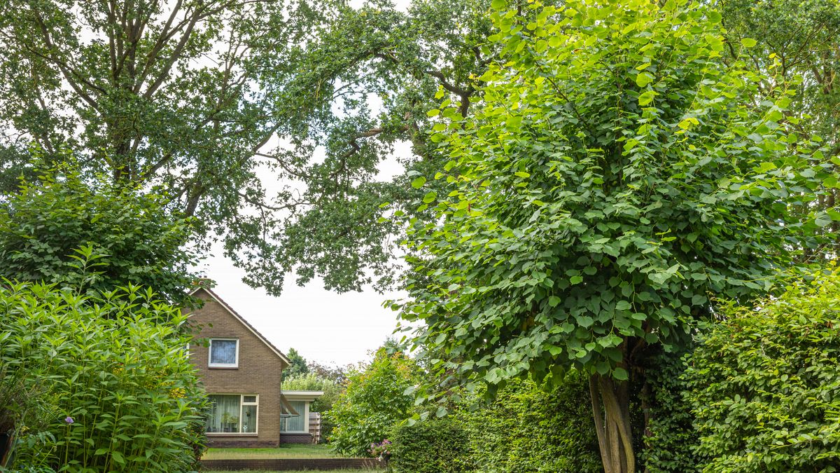 Wel complimenten, geen prijs: Uffelter boom grijpt naast titel