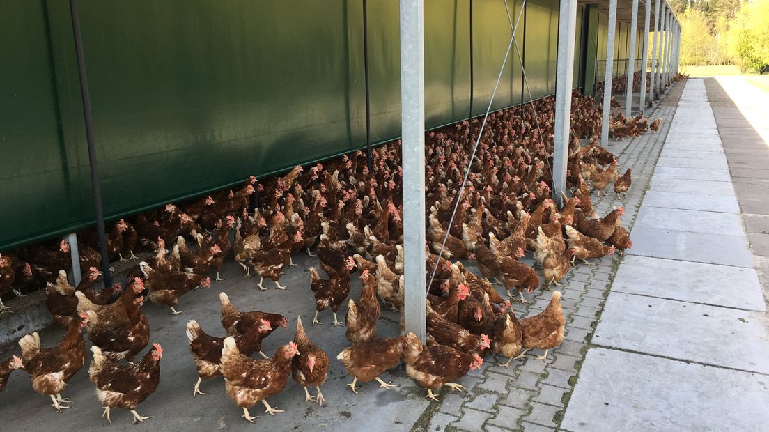 De kippen in Hooghalen lopen naar buiten (Rechten: RTV Drenthe/Serge Vinkenvleugel)