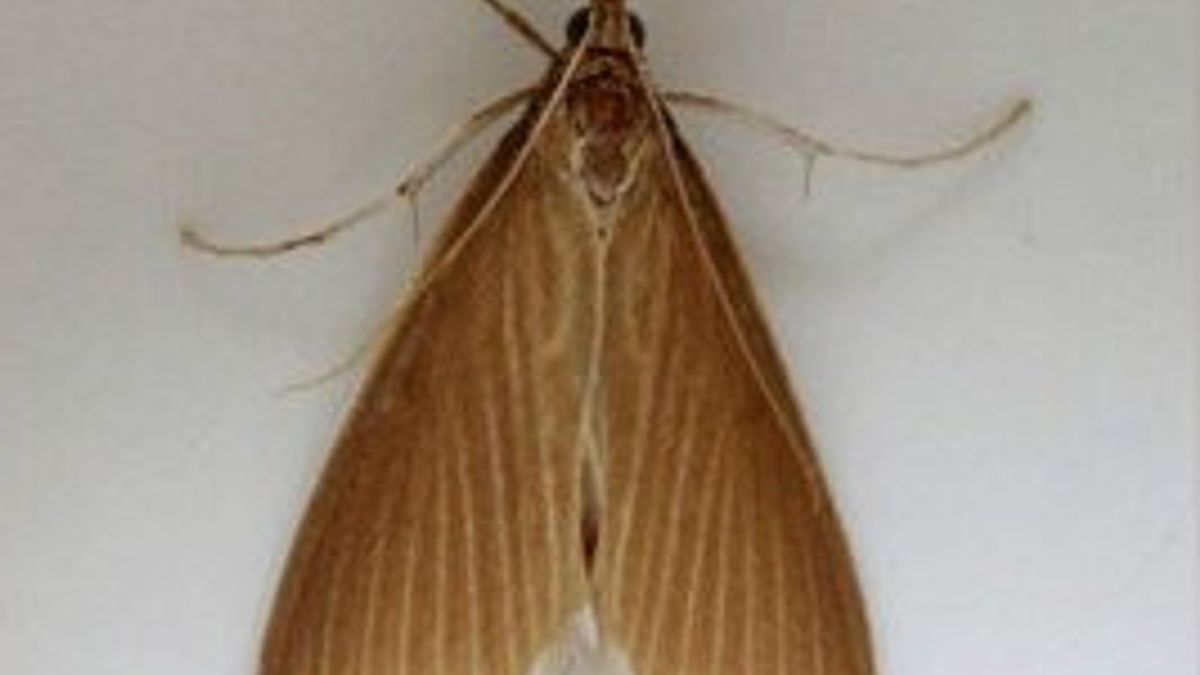 Zeldzame vlinder in Paterswolde