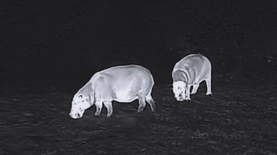 Diergaarde Blijdorp dolblij met unieke beelden van dwergnijlpaarden in het wild Home