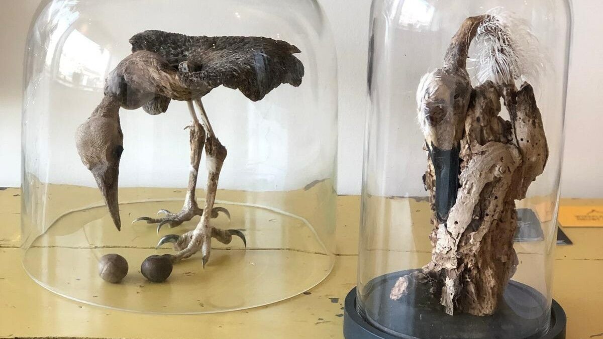 Cultuurtip: Herre Monsma maakt kunst van dode dieren