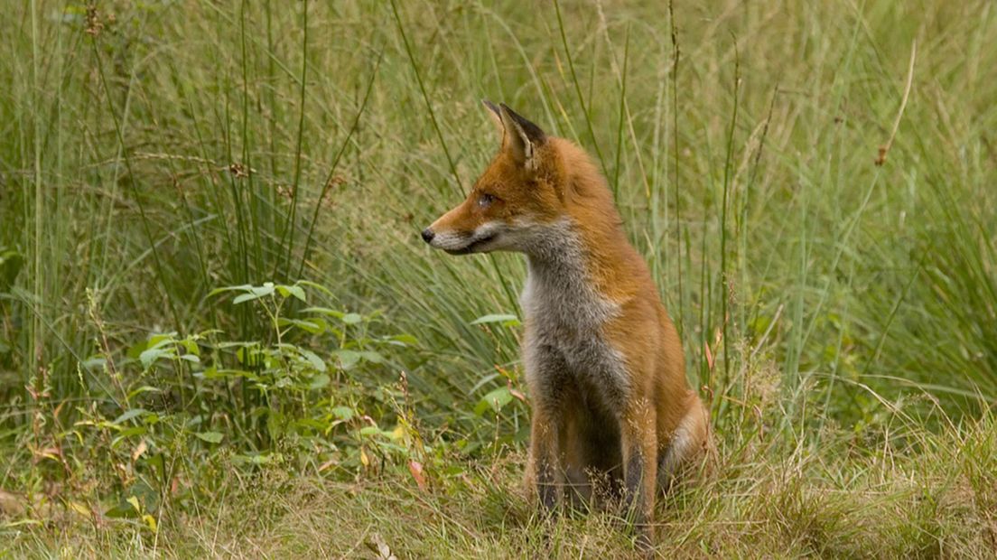 Een vos is herkenbaar aan de roodbruine vacht en witte kin