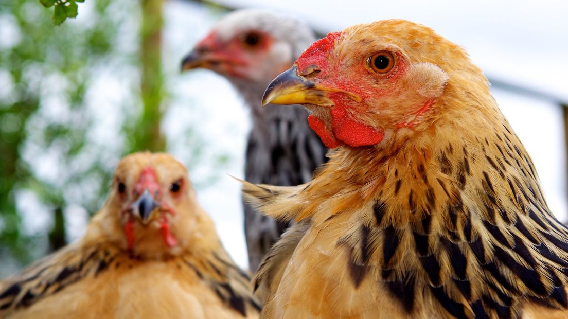 Zeeland maakt haast met nieuwe regels voor pluimveehouders
