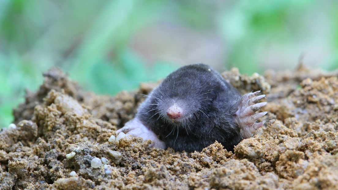 Mollentelling dit weekend: hoe tel je een dier dat onder de grond leeft