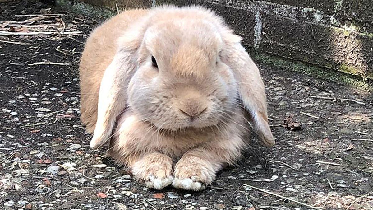 Konijnen met grof geweld vermoord op kinderboerderij in Baambrugge