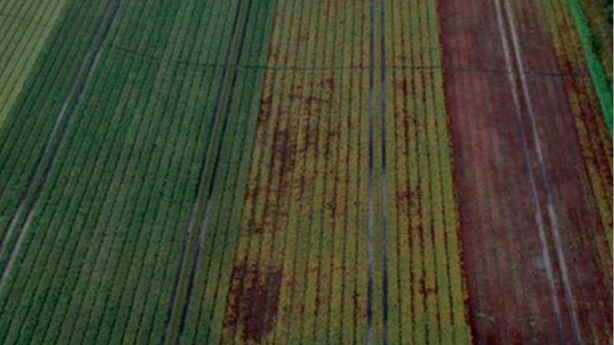 Eindresultaat proef Duurzame Bollenteelt Drenthe: fors minder landbouwgif mogelijk