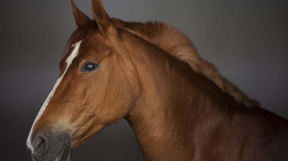 Niet het paard in kwestie