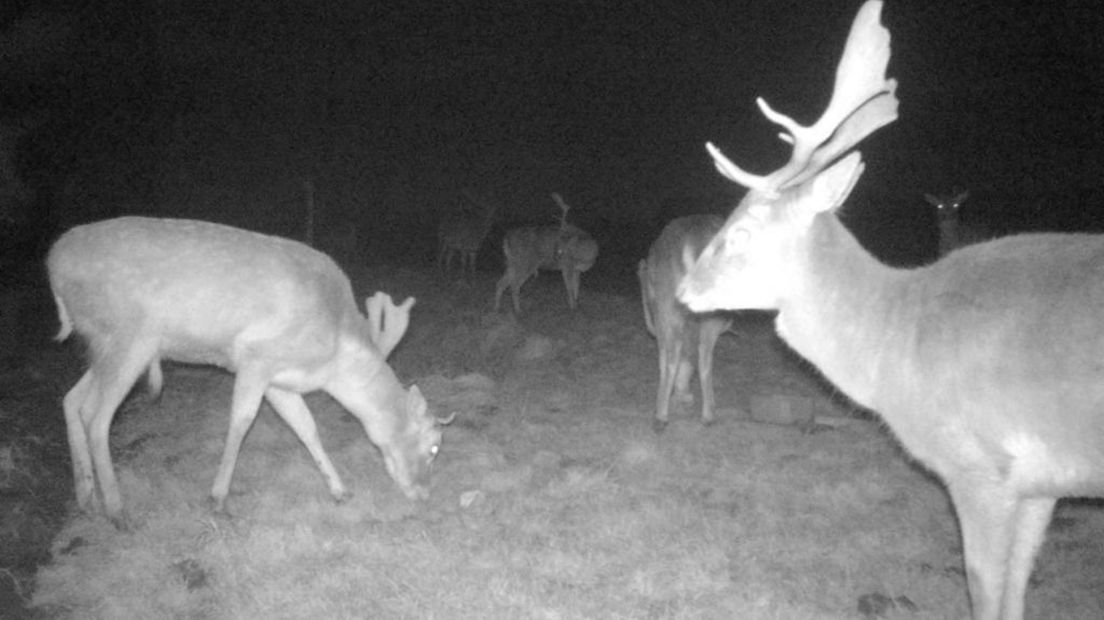 Damherten op het land van de proefboerdeij Kollumerwaard