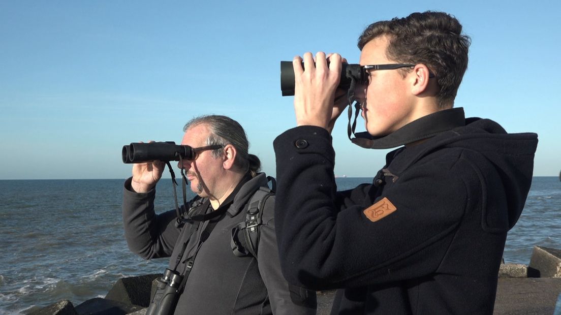 Toeschouwers turen in de horizon, hopend een glimp van de bultrug op te vangen. 