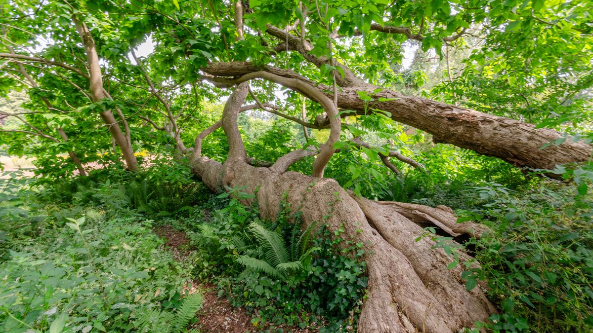 Oma Catalpa uit Frederiksoord strijdt om titel Boom van het Jaar