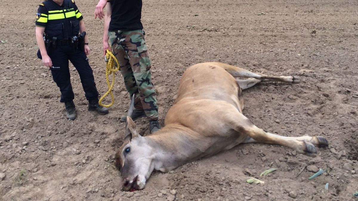 Doodschieten van antilopes krijgt nog een staartje