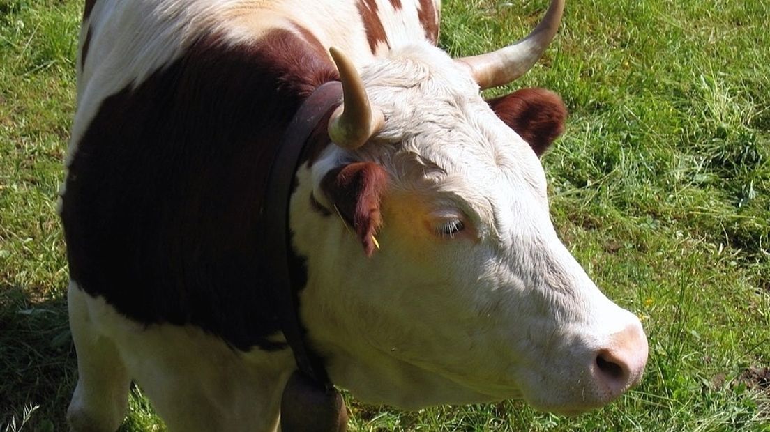 Biologische koe met hoorns