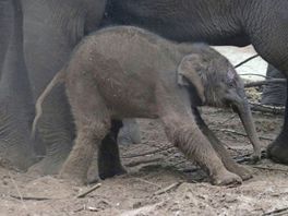 Pijnlijke vergissing: olifantje heeft lange stok in slurf