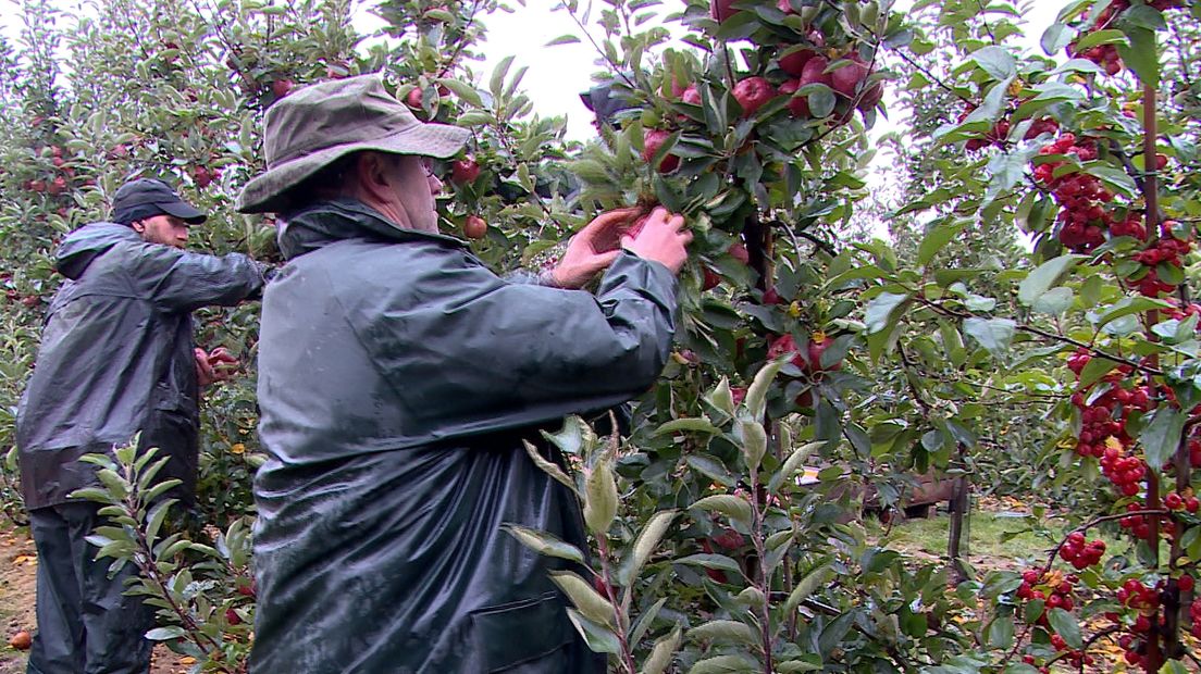 Veel seizoensarbeiders worden ingezet bij de fruitpluk