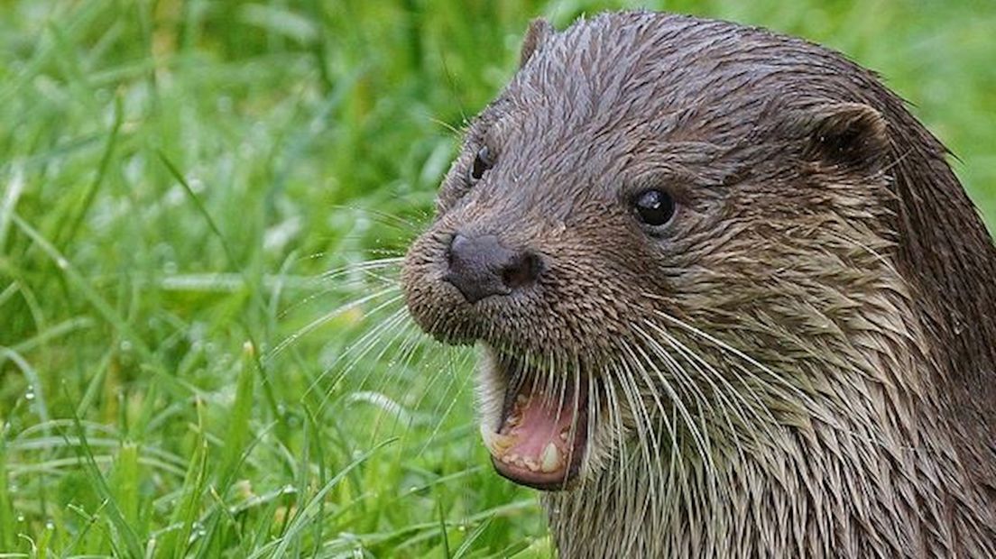 Otter terug in Twente