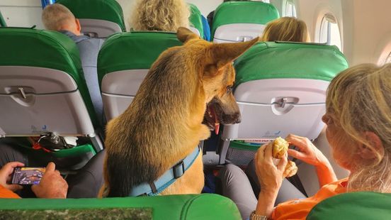 Tien honden uit Duiven zoeken naar vermiste Rodney Leysner