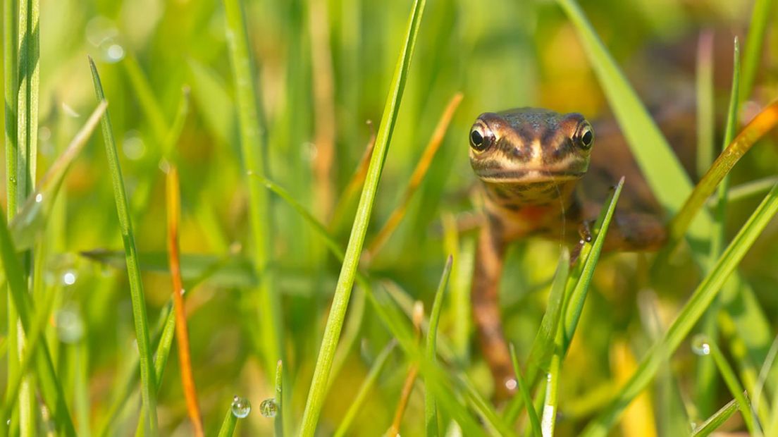 De kleine watersalamander komt alleen in Europa voor (Rechten: Saxifraga)