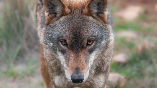 Dode wolf gevonden naast A28. waarschijnlijk aangereden. Dode wolf gevonden naast A28. waarschijnlijk aangereden.