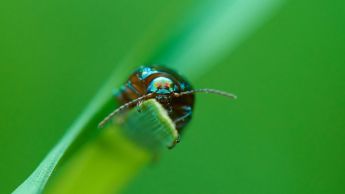Deze insecten kunnen ineens in je tuin opduiken: ze zien er prachtig uit, maar je wil ze liever niet hebben
